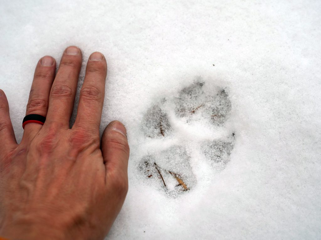 Wolf tracks in the snow