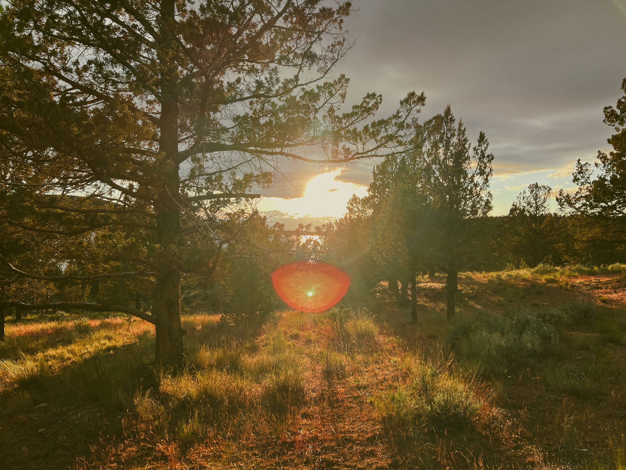 Sun bursts through the trees