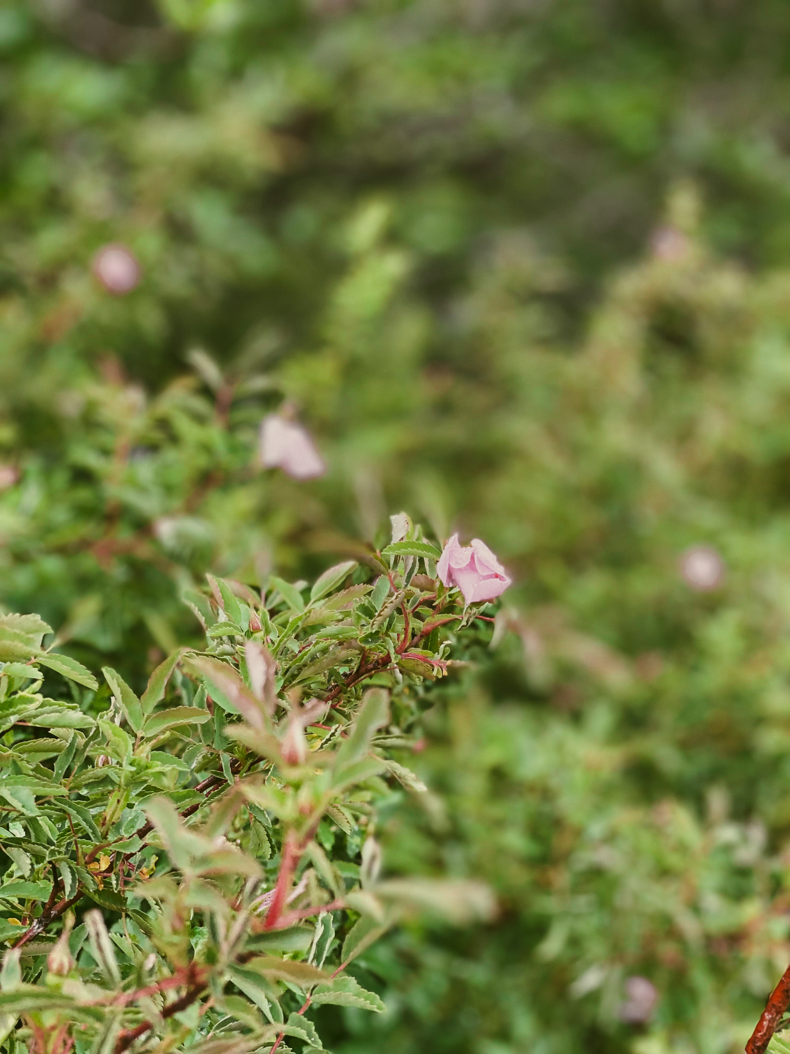 High Desert Flowers