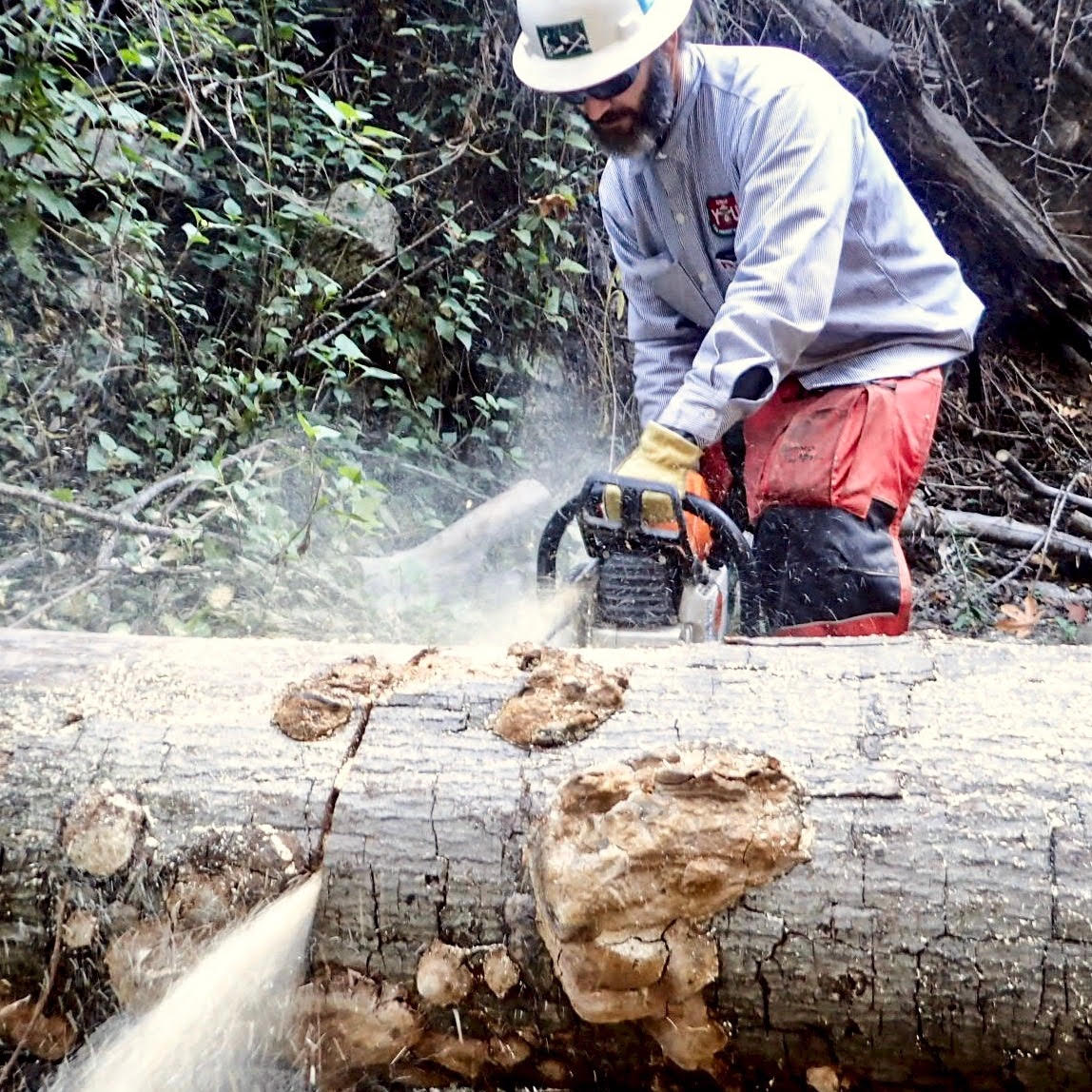 Trail builder Erik using a chainsaw on a tree to create space