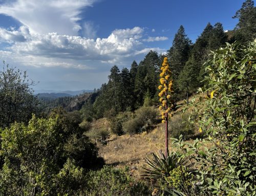 A Journey into Mexico’s Heartland