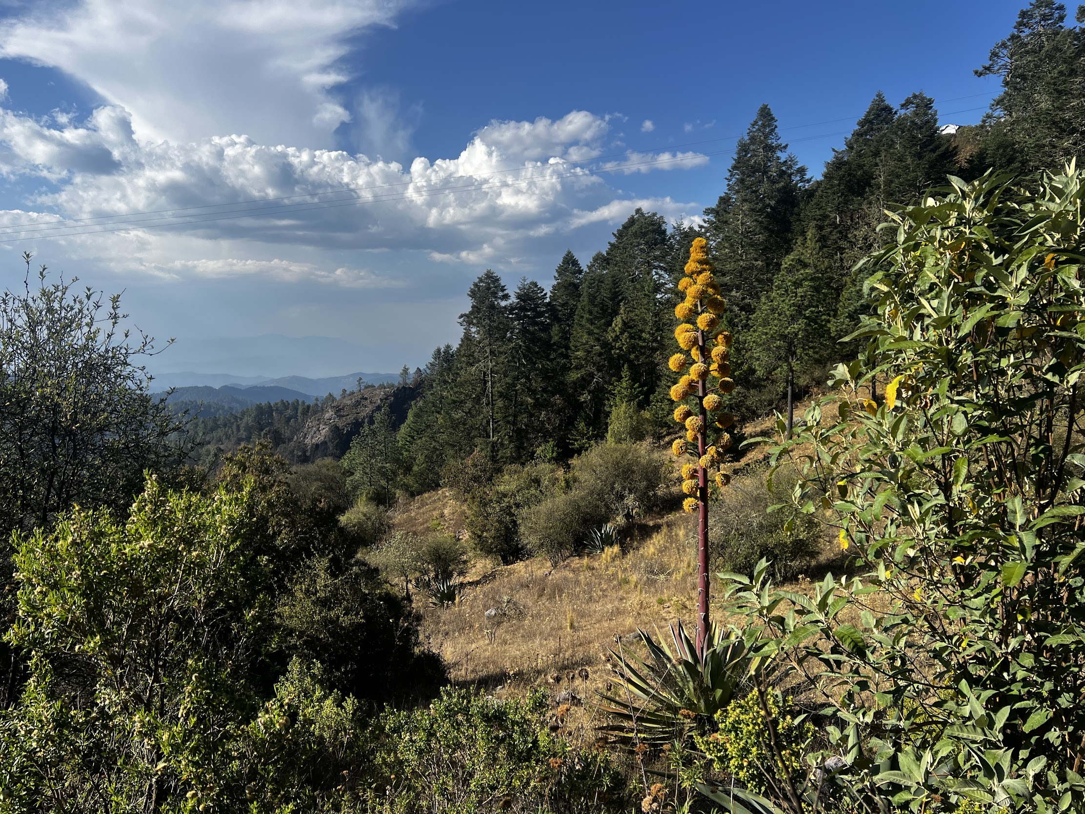 Oaxaca