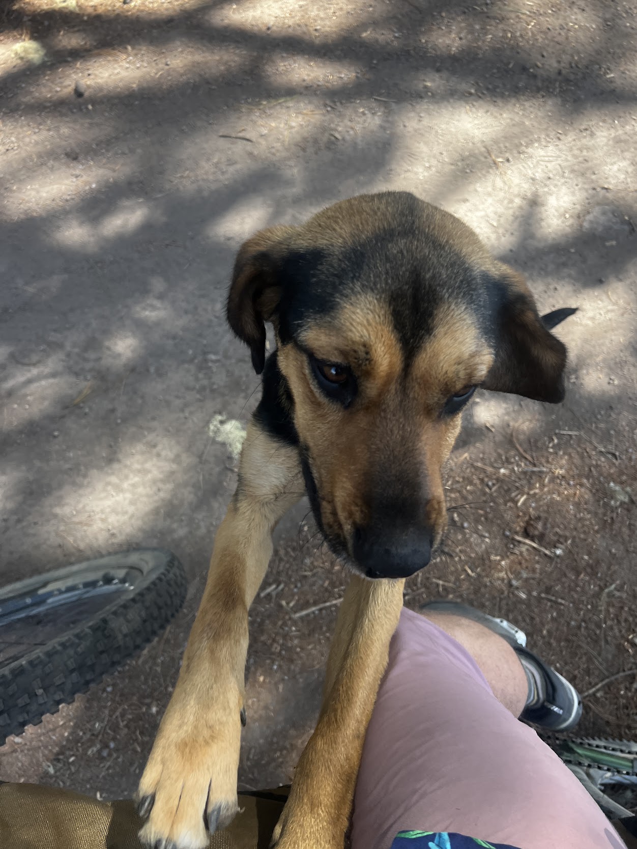 Noc36 Mila the street dog