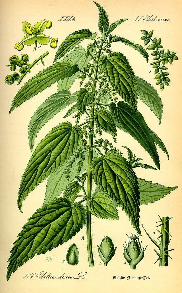 640px-Illustration_Urtica_dioica0 Stinging Nettles Illustration