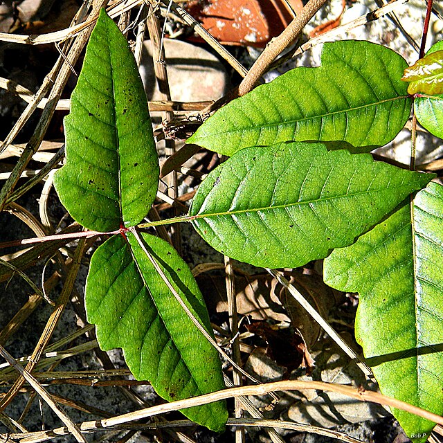 Eastern_Poison_Ivy_(Toxicodendron_radicans)_(12694696594) An example of poison Ivy