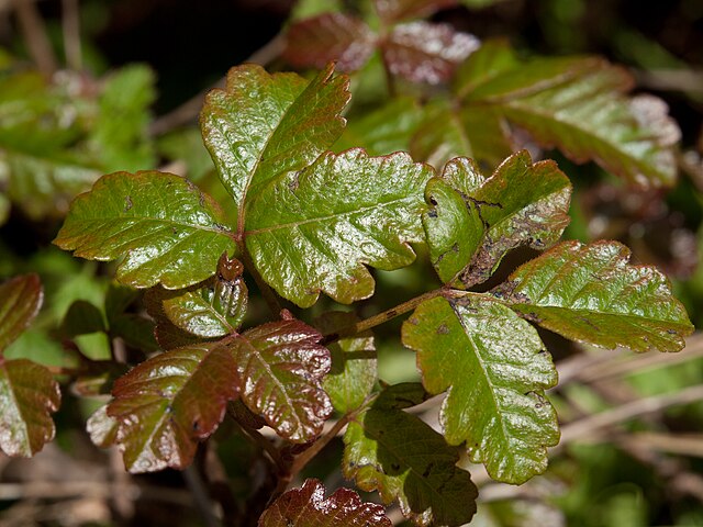 Pacific_poison_oak_(Toxicodendron_diversilobum)_(5798481272)