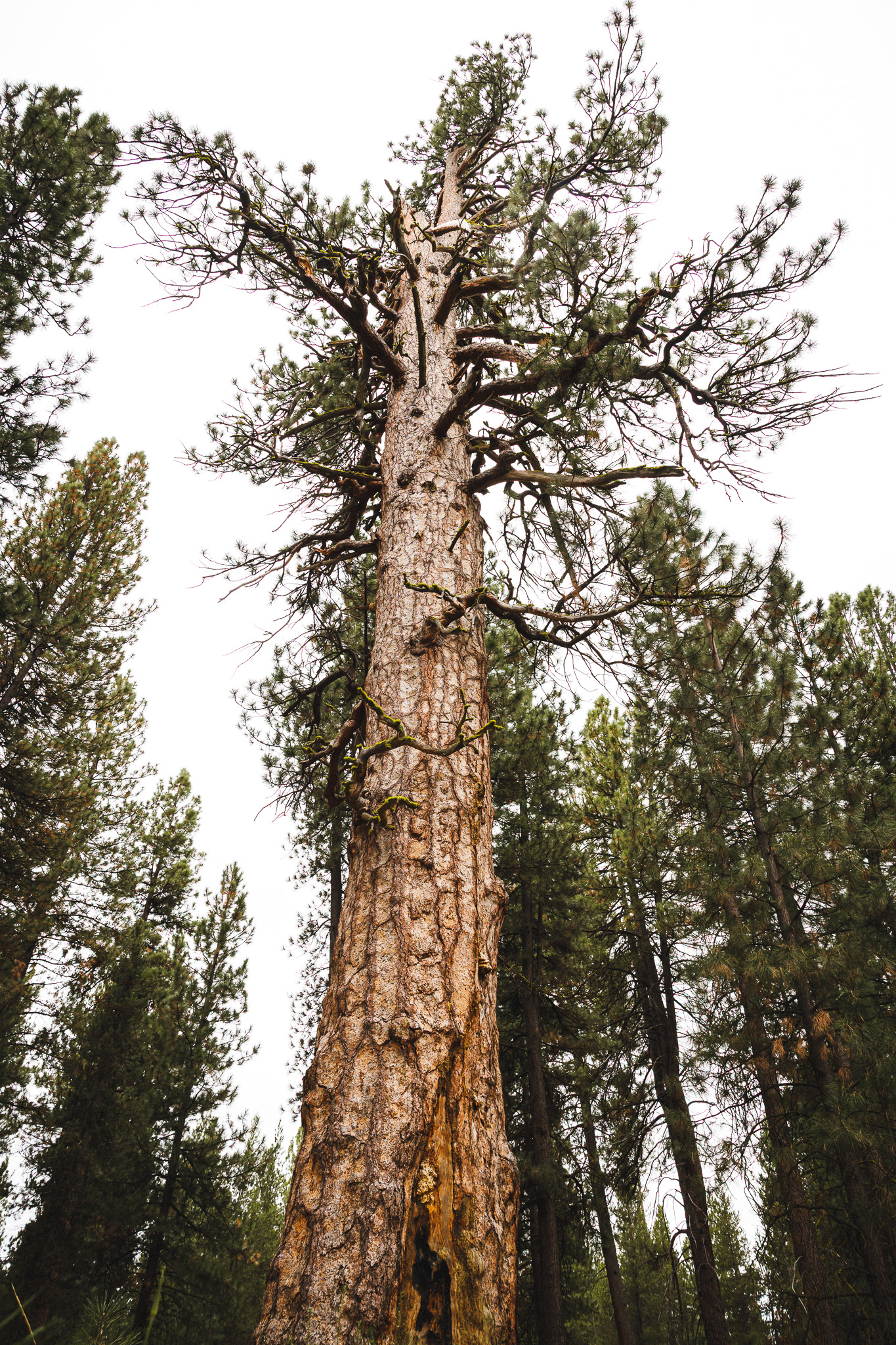 _Q9A9090 World's largest ponderosa pine tree.