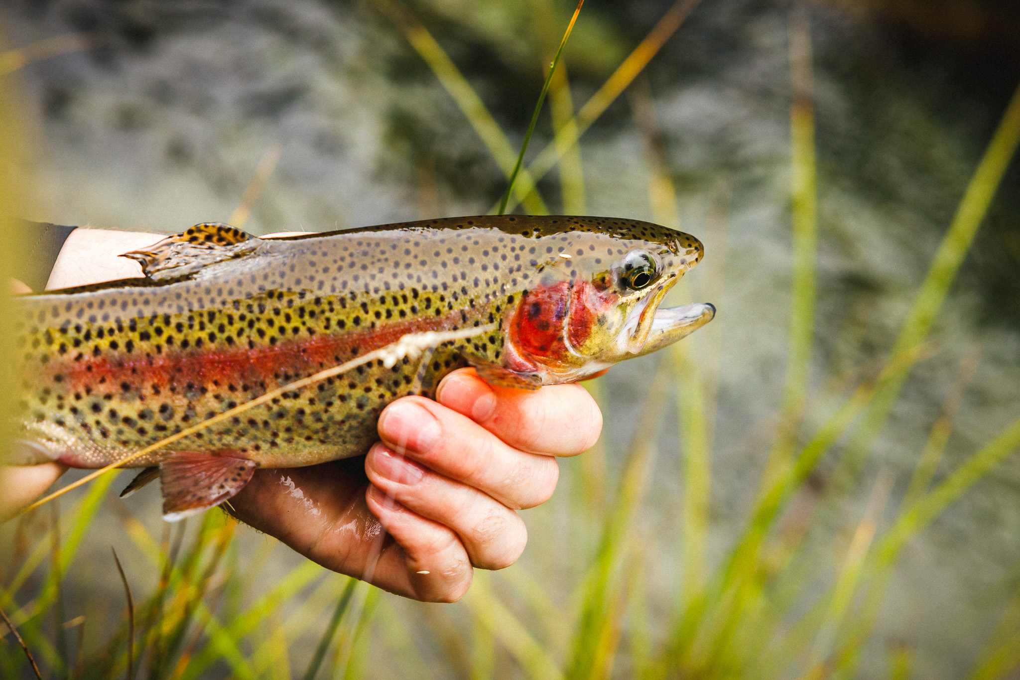 _Q9A9177 Rainbow trout held by fisherman.