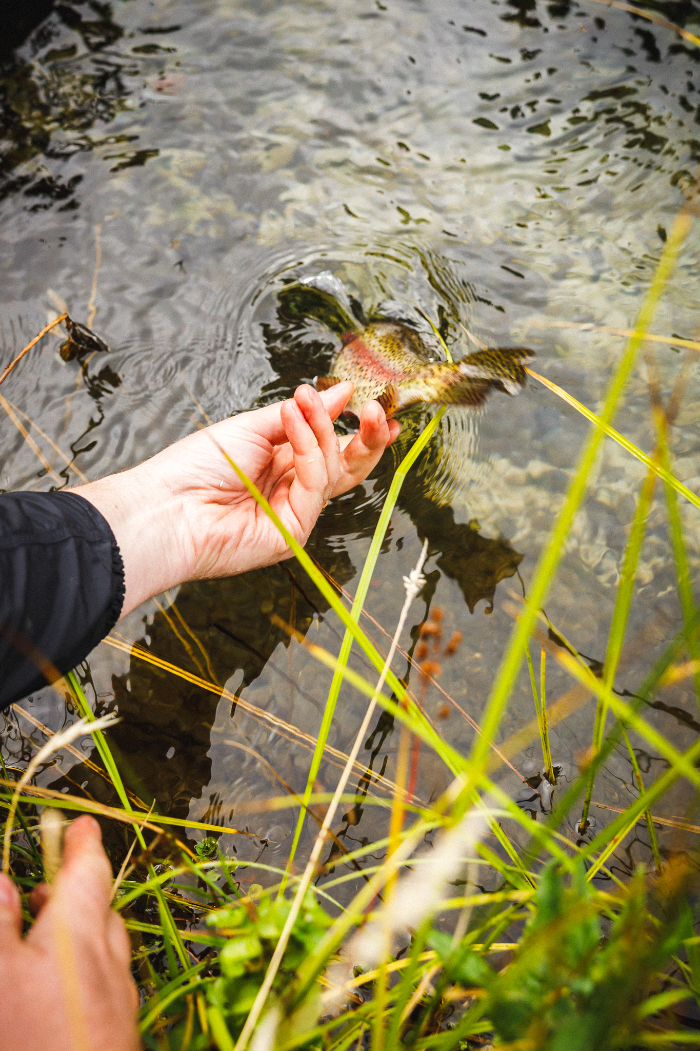 _Q9A9181 Rainbow trout being released back into water.