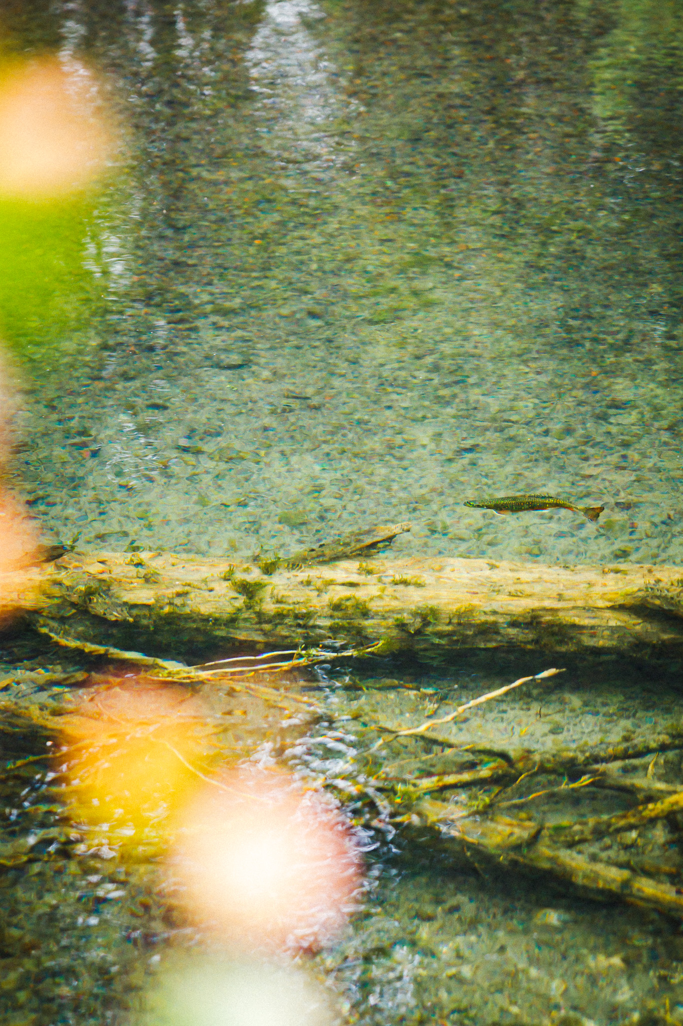 _Q9A9201 Fish beneath surface of the water.