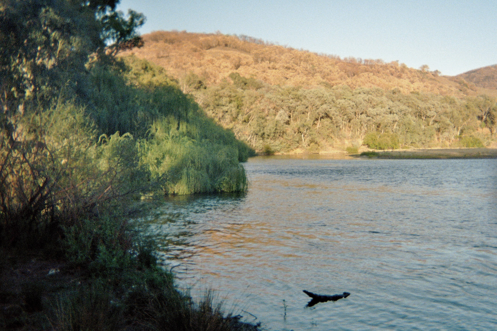 Australian river in afternoon light.