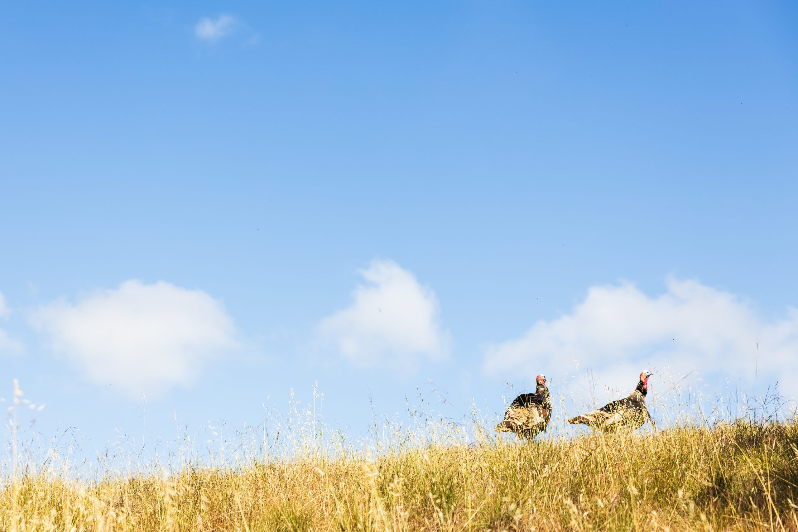 Two turkeys walking through a field.