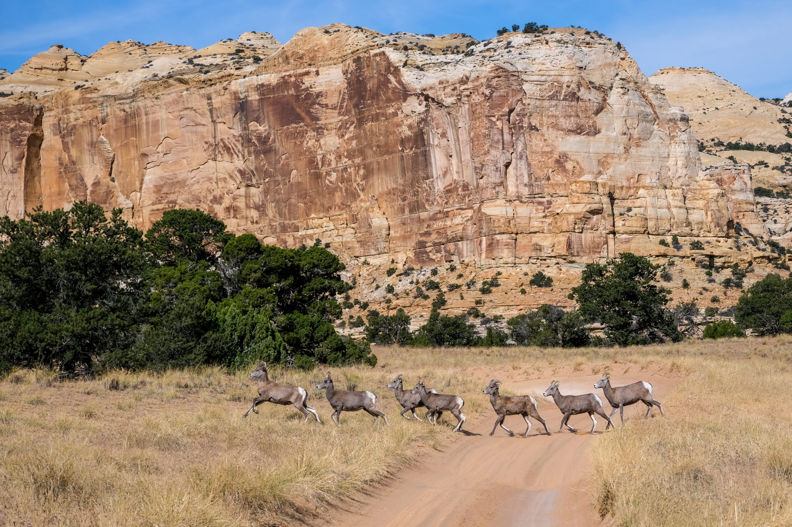 Big Horn sheep crossing a dirt road in the San Rafael Swell.