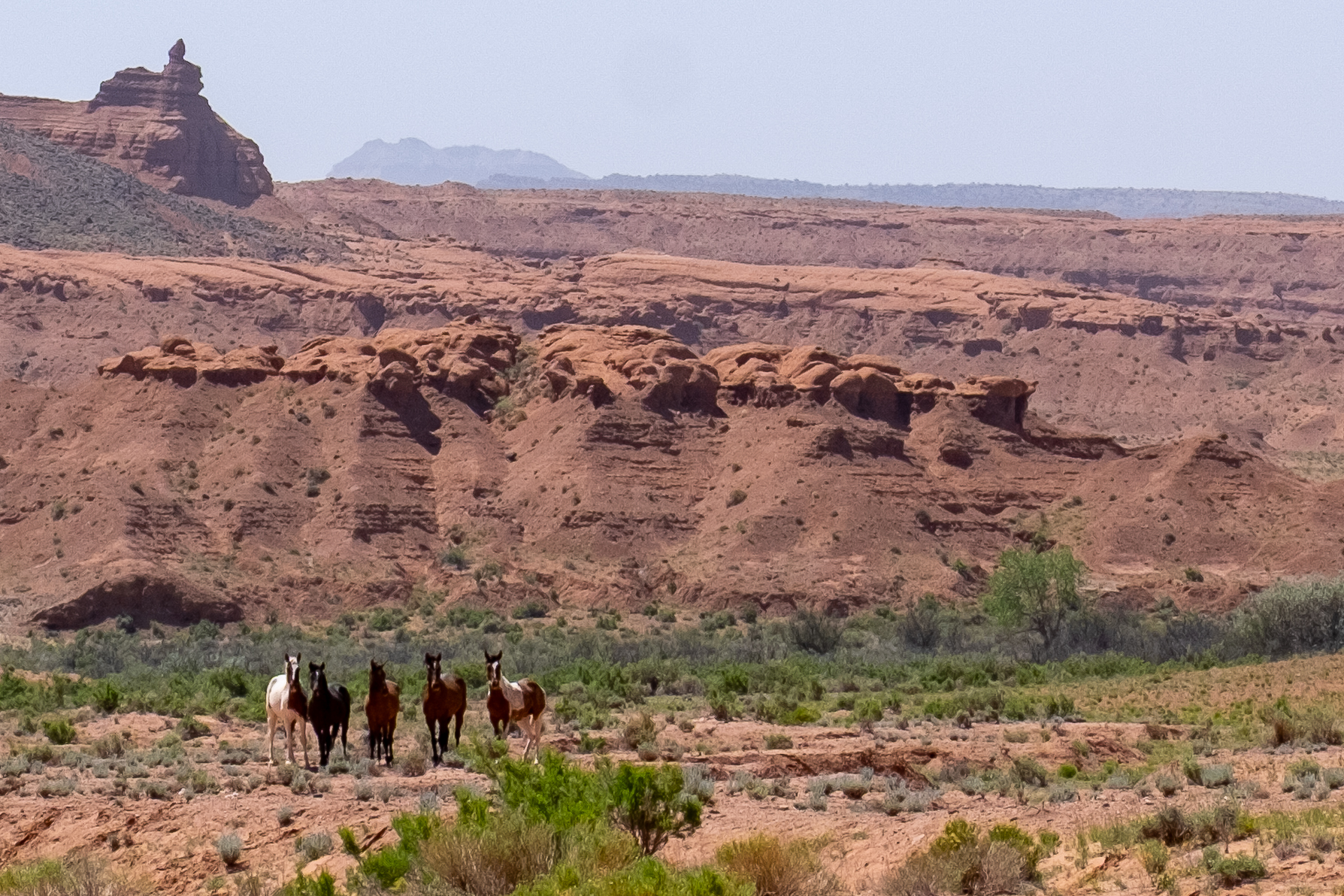 A group of wild horses standing near a wash in San Rafael Swell.