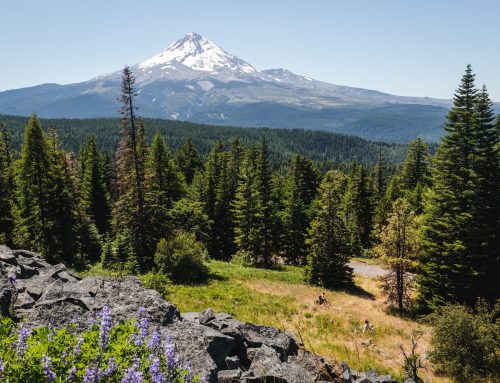 Second Growth: Filming On The Oregon Timber Trail